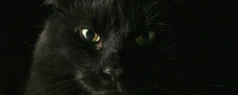 黑猫来家里代表什么
